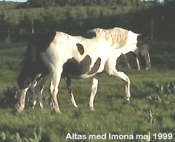 Altas med hoppefllet Imona