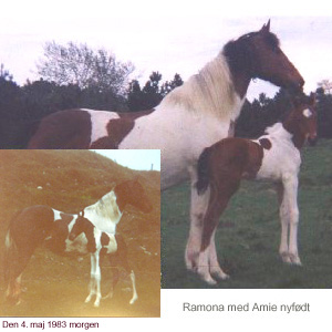 Ramona and her newborn foal Amie, click the photo