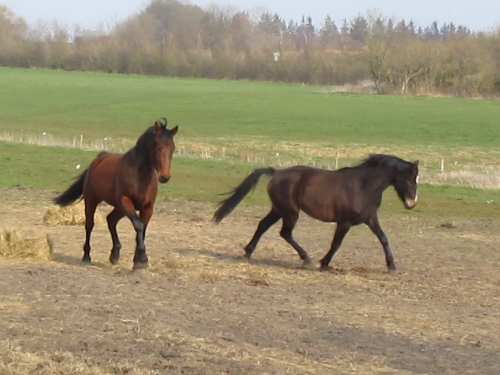 ceallach saxo