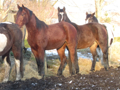januar 2012