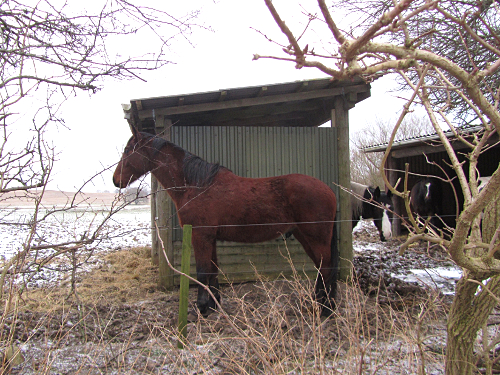 ceallach jan. 2012