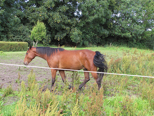 ceallach juli 2012
