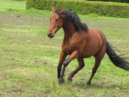 ceallach juli 2012