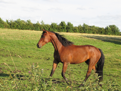 ceallach juli 2012
