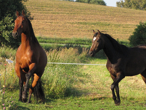 ceallach juli 2012