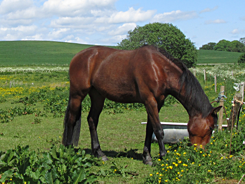 ceallach