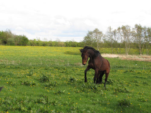 ceallach p grs maj 2012