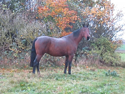 Ceallach regnvejr 28 okt. 2013