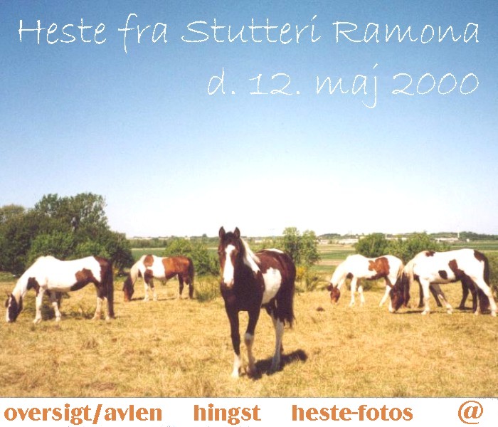 Horses from Stutteri Ramona, Klarup, May 12th 2000