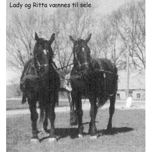 Hopperne Lady og Ritta, der er mor og datter, fotograferet i Struer ca. 1978