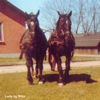Hopperne Lady og Ritta, der er mor og datter, fotograferet i Struer 
ca. 1978