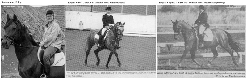 Ibrahim is sire of many good sportshorses