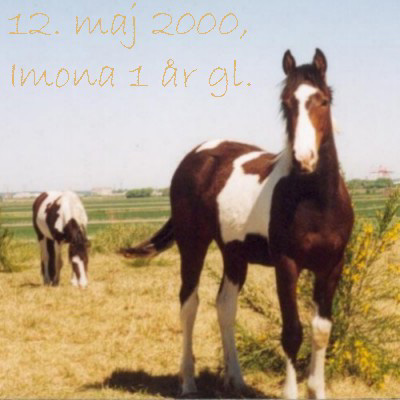 Imona, Filly born May 26th 1999 - click for next photo