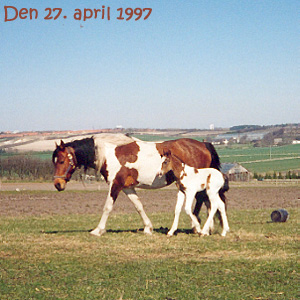 Ipsy, born
April 1997 - click for next photo