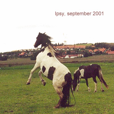 Ipsy, born
April 1997 - click for next photo