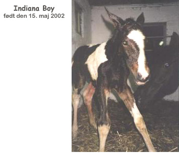 Indiana Boy, born
May 15th 2002