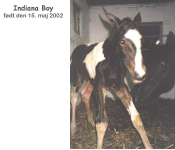 Indiana Boy, born
May 15th 2002
