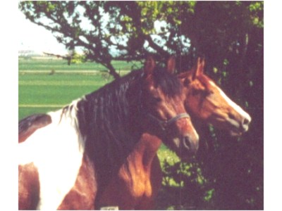 Red Rose and Irish Boy, May 2001 - click for next photo