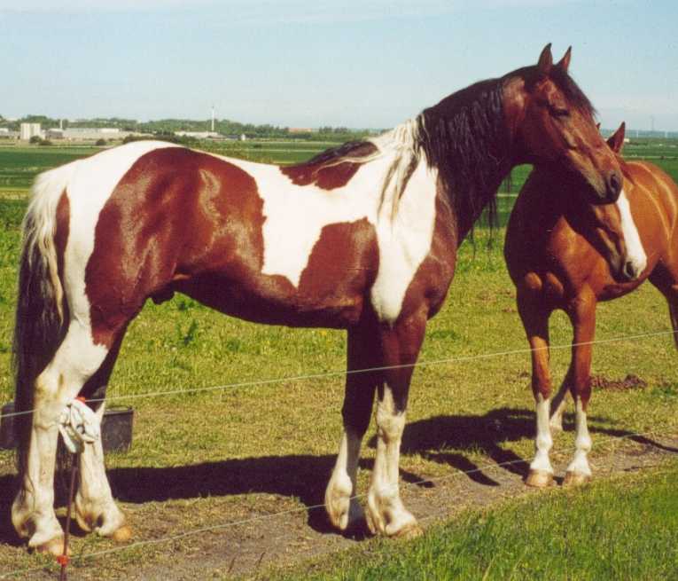 Irish Boy og hoppe e. Red Fern/Atlantic