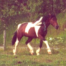 Irish Boy, stallion born May 1995, photo June 2001