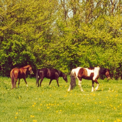 Irish Boy and mares, May 2001 - click for next photo