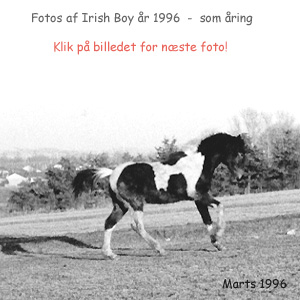 Irish Boy, colt born May 1995 - click for next photo from 1996