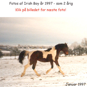 Irish Boy, colt born May 1995 - click for next photo from 1996