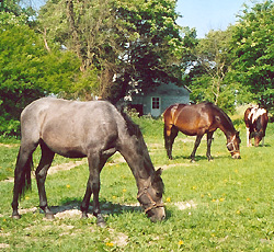 Sasi (Arab × Trakhener), Viali (Oldenburg), and Irish Boy