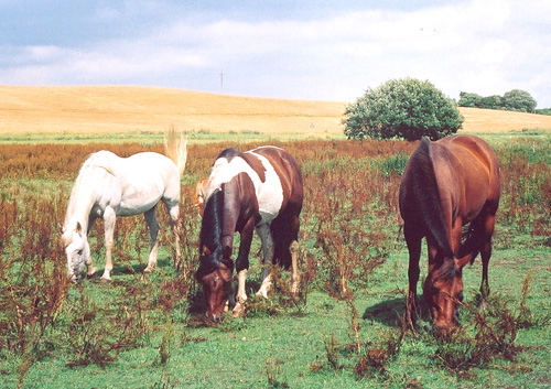 Irish Boy og hopper sommeren 2003