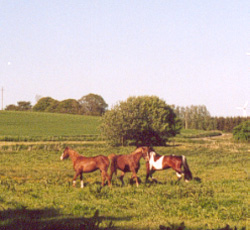 Irish Boy and mares, May 2004