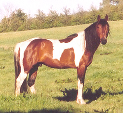 Irish Boy, May 2004