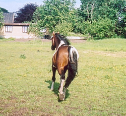 Irish Boy June 2005