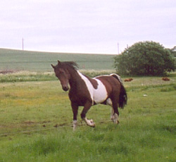 Irish Boy June 2005