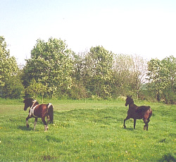 Hannah and Irish Boy May 28th 2005
