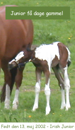 klik p fotoet for at se flere fotos af Irish Junior
