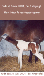 klik p fotoet for at se strre foto af Victoria og hendes hingstefl e. Irish Boy