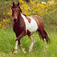 Irish Boy during the seasons - click for next photos