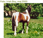 Click for more photos of Irish Boy