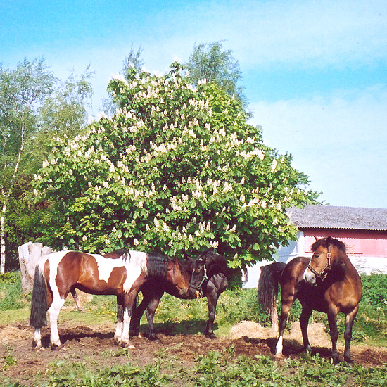 The mare Diva and Irish Boy