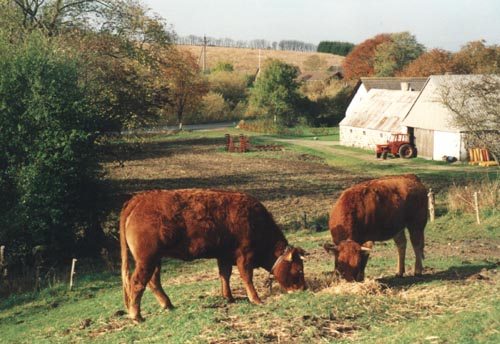 Bisse og Bessy den 29/10 1999 - Klik, og skift til side med tidligere fotos
