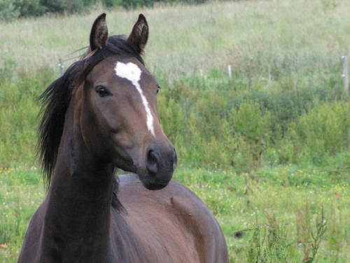 juli 2012