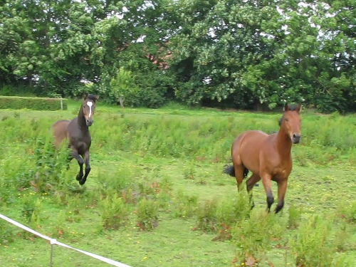 juni 2012
