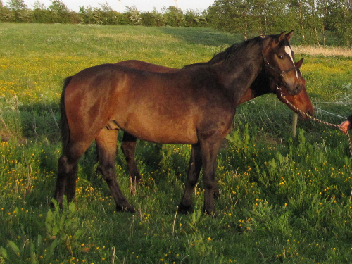 maj 2012