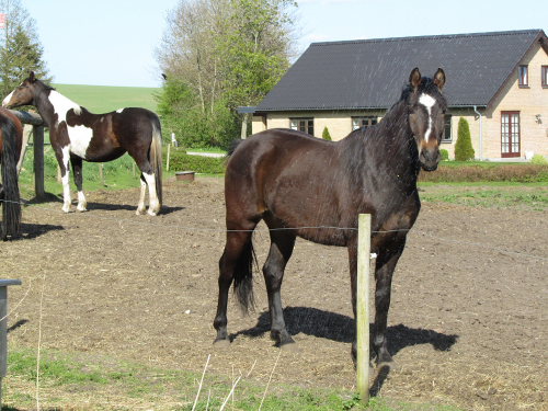 ceallach saxo
