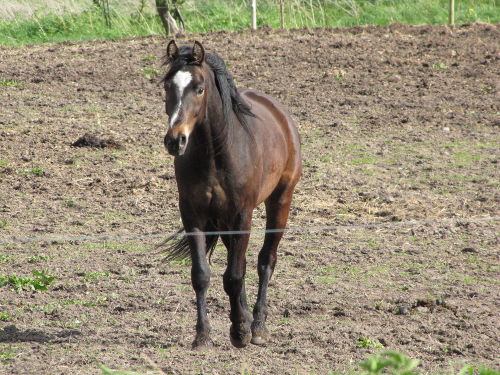 ceallach saxo