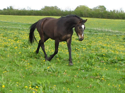 saxo trav maj 2012