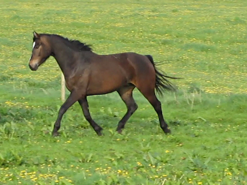 mJ 2012