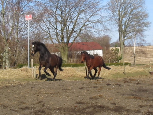 galop