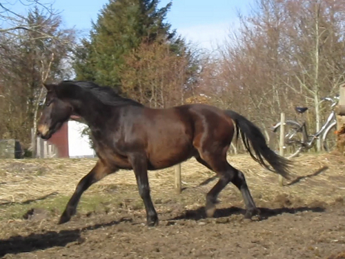 saxo trav