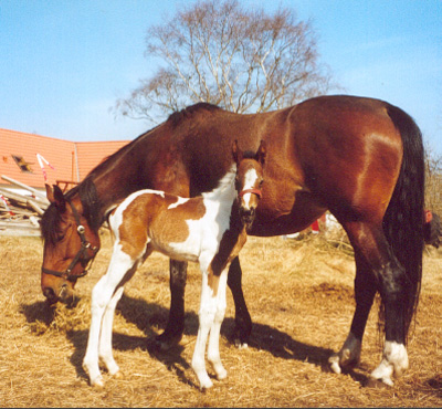 Irish Stahr, born April 15th 2003 - photo April 16th